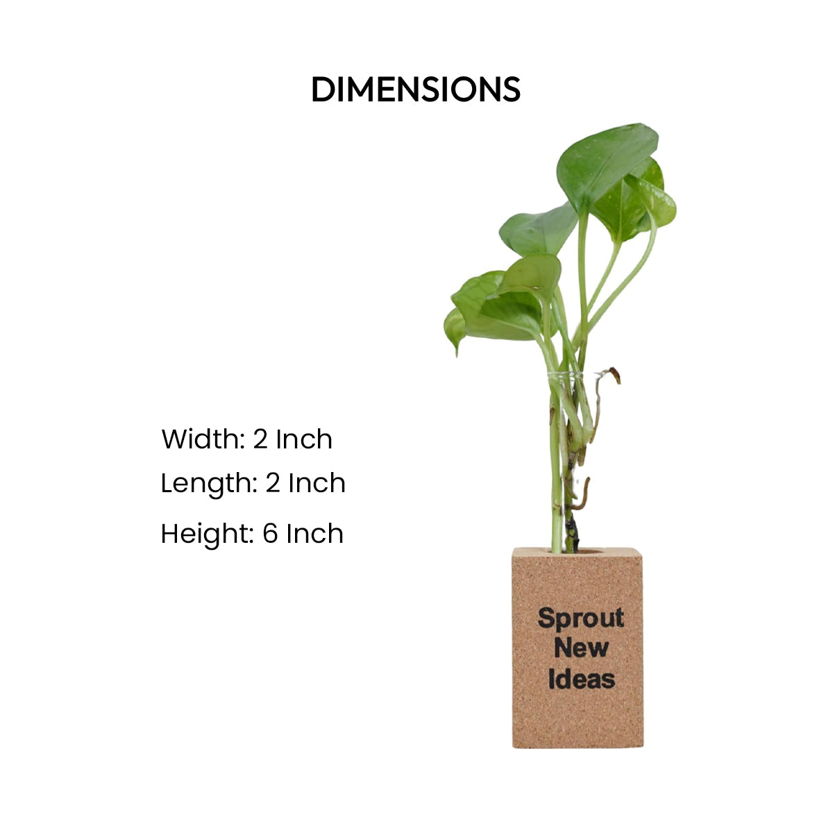 Cork Essentials Sprout New Ideas planter dimensions