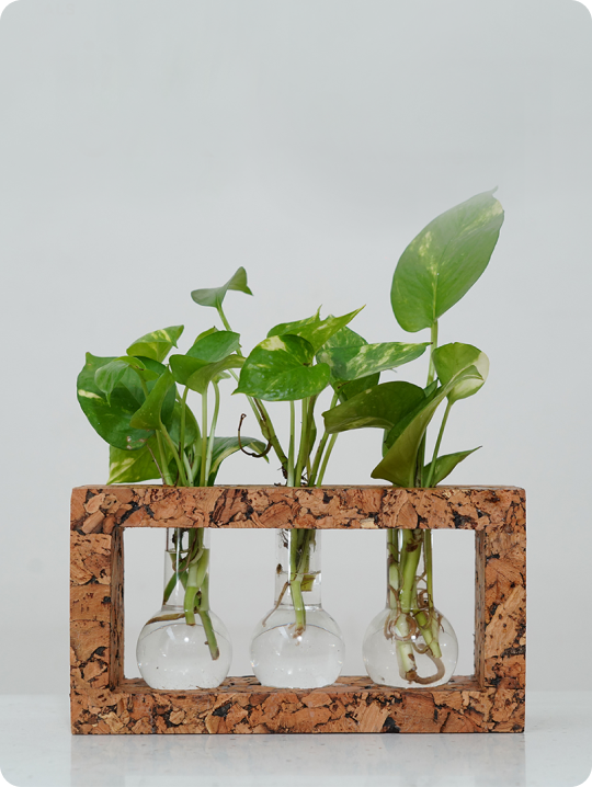 Planters