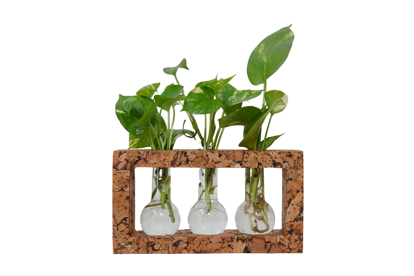 Cork Essentials 3 beaker cork planter on white background