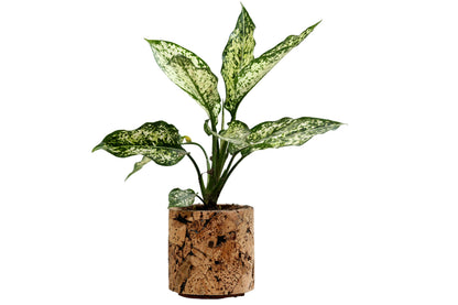 Cork Essentials aqua round planter on white background