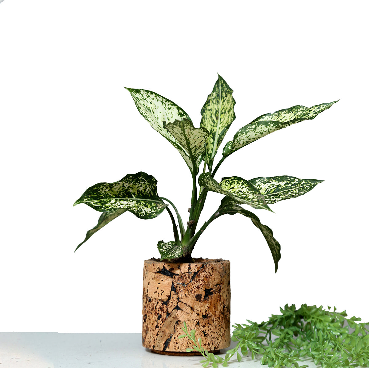 Cork Essentials round cork planter with green plant