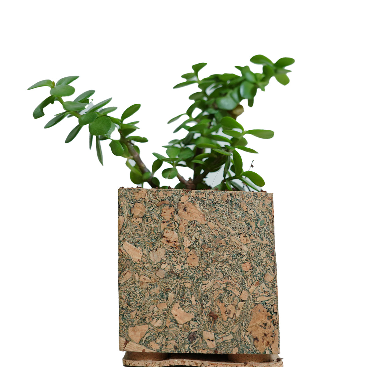 Cork Essentials textured olive cork planter front view