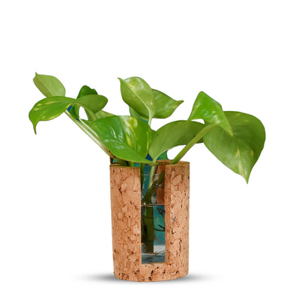 Cork Essentials test tube planter on white background