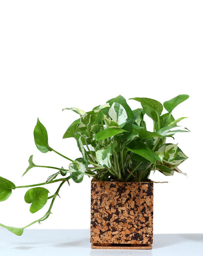 Cork Essentials chocochip planter on white background