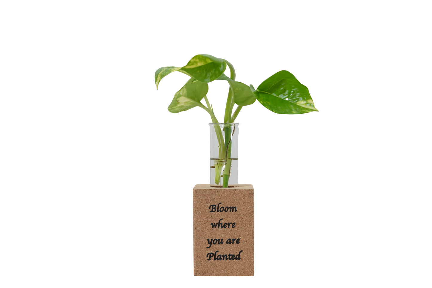 Cork Essentials magnet planter on white background