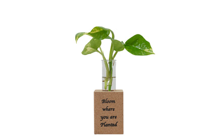Cork Essentials magnet planter on white background