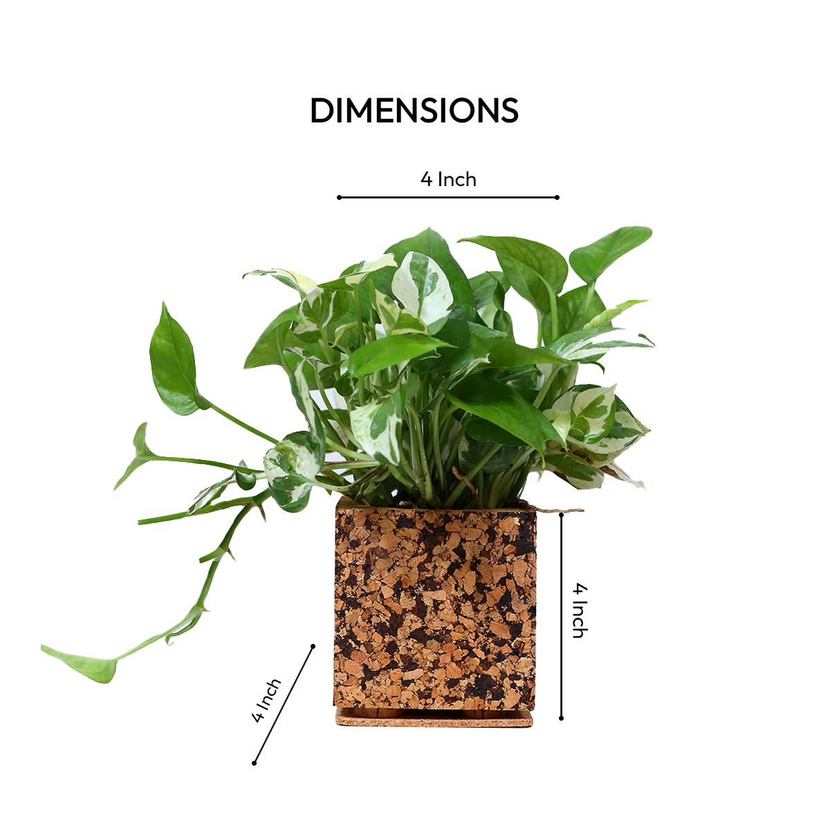 Cork Essentials 4-inch chocochip planter dimensions