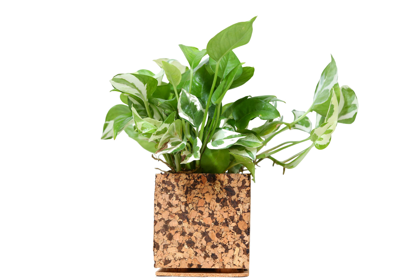 Cork Essentials chocochip planter on white background