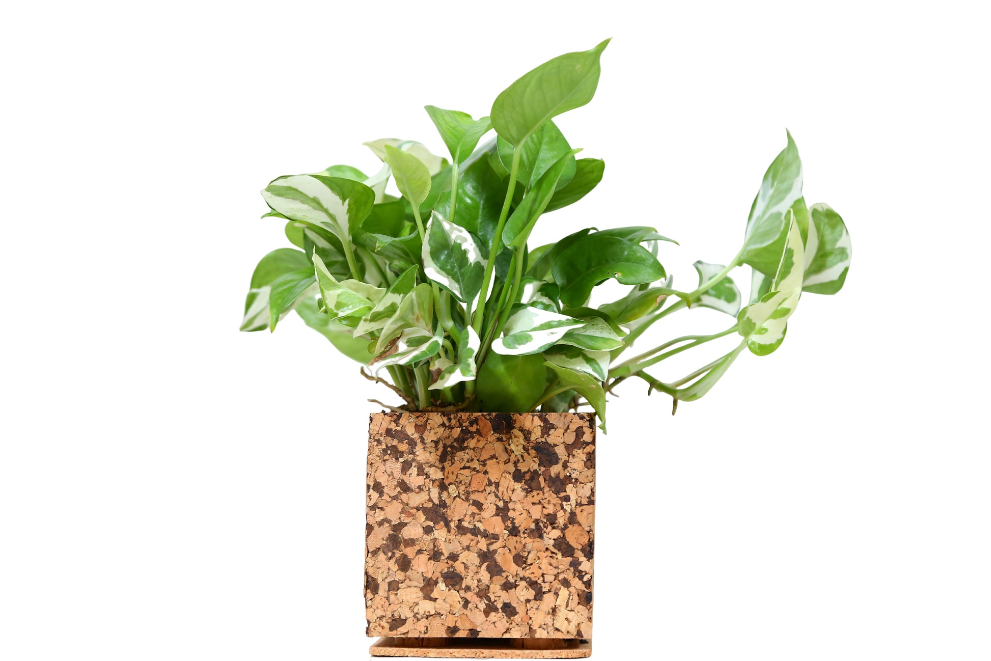 Cork Essentials chocochip planter on white background