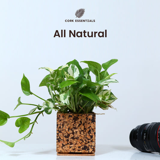 Cork Essentials all natural chocochip planter