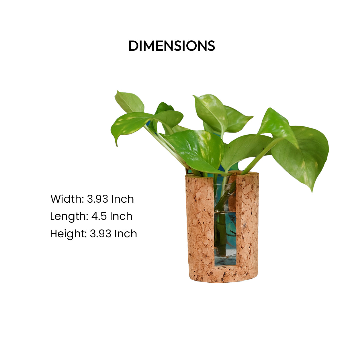 Cork Essentials test tube planter dimensions