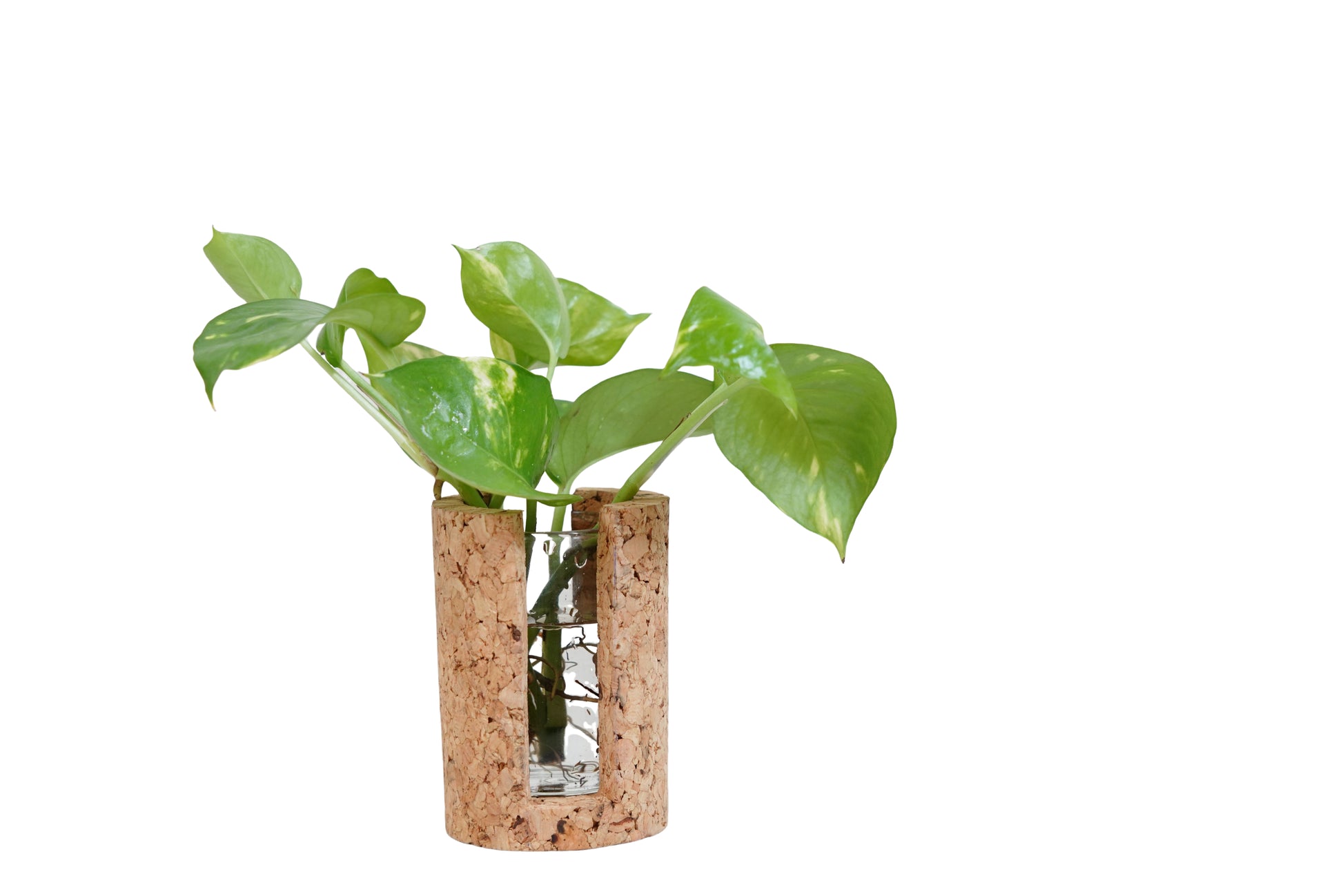 Cork Essentials test tube planter on white background
