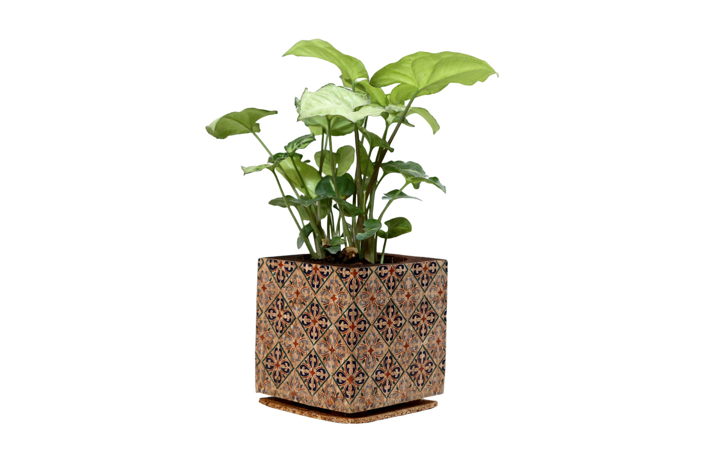 Cork Essentials diamond planter on white background