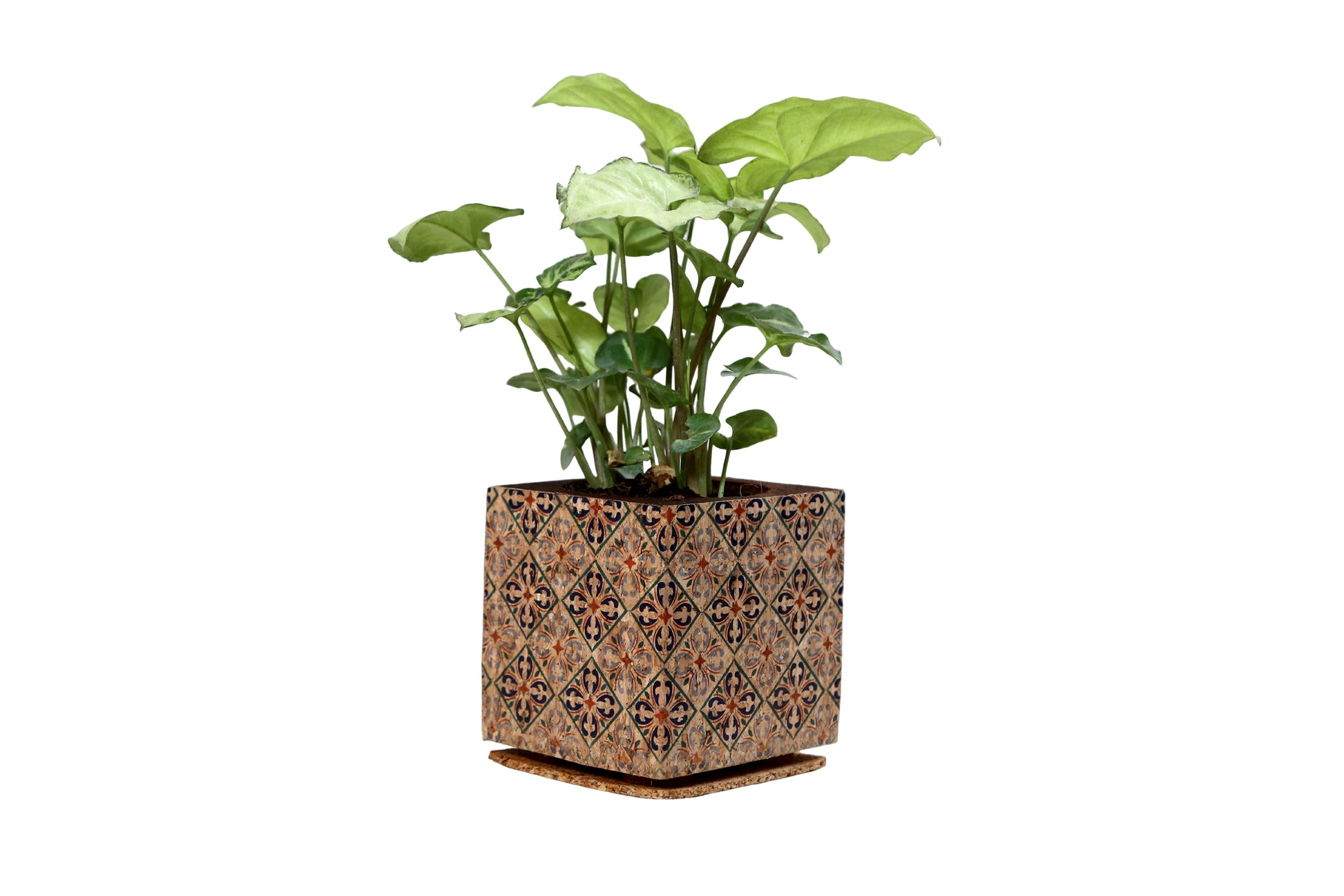 Cork Essentials diamond planter on white background