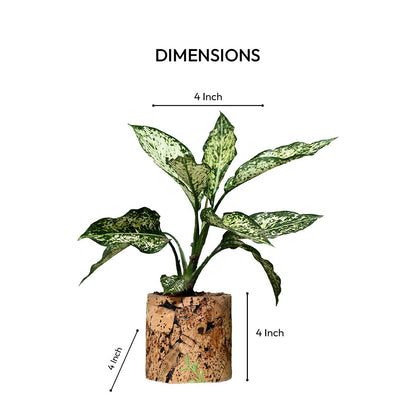 Cork Essentials round cork planter dimensions