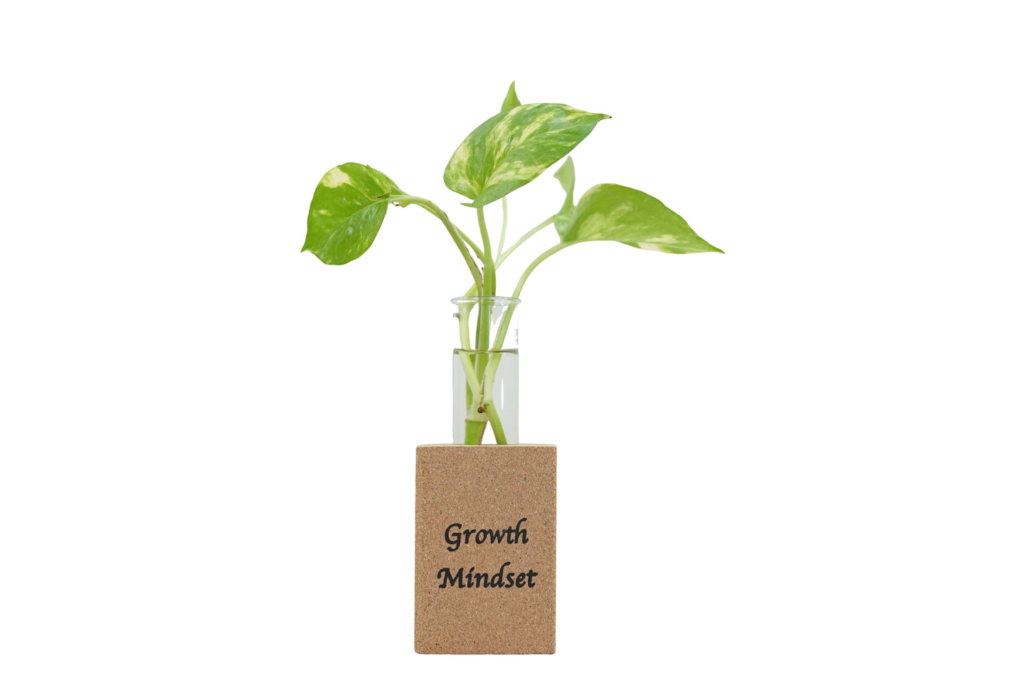 Cork Essentials Growth Mindset fridge planter