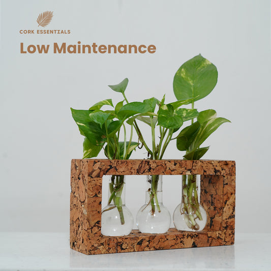 Cork Essentials low maintenance cork planter