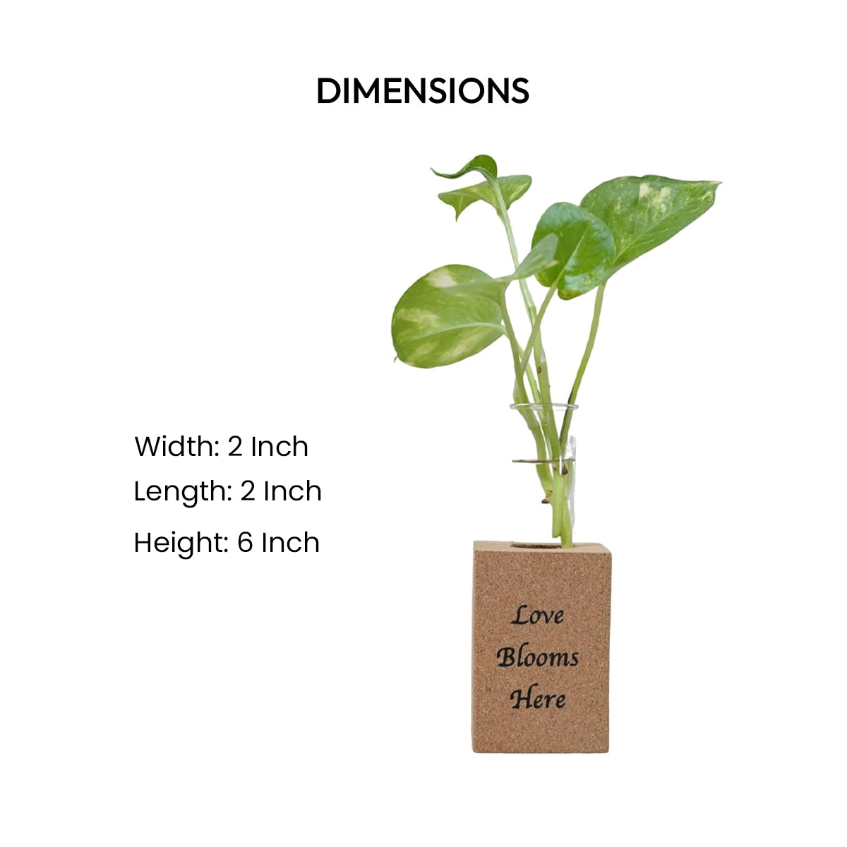 Cork Essentials Love Blooms Here planter dimensions