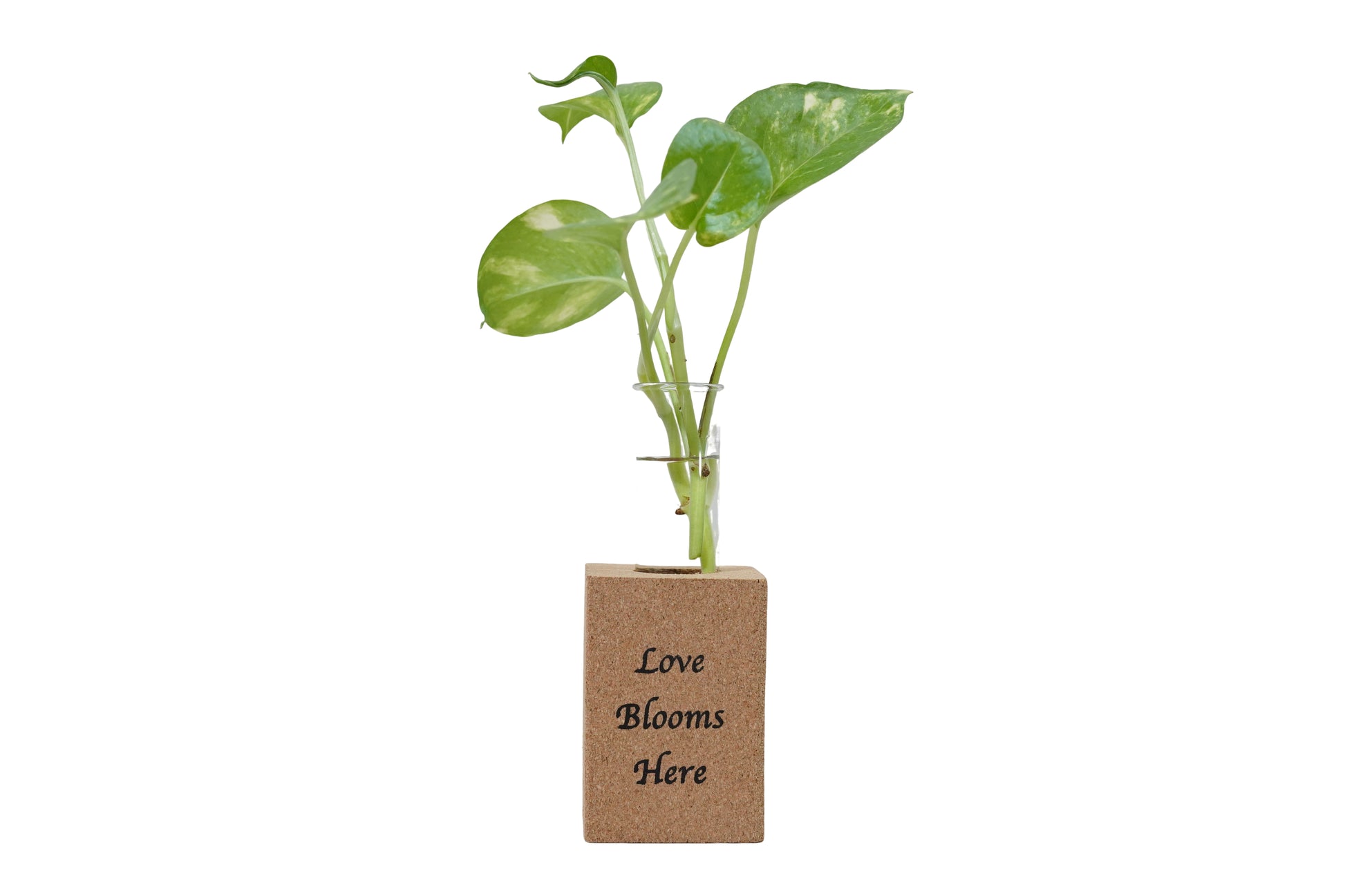 Cork Essentials Love Blooms Here fridge planter