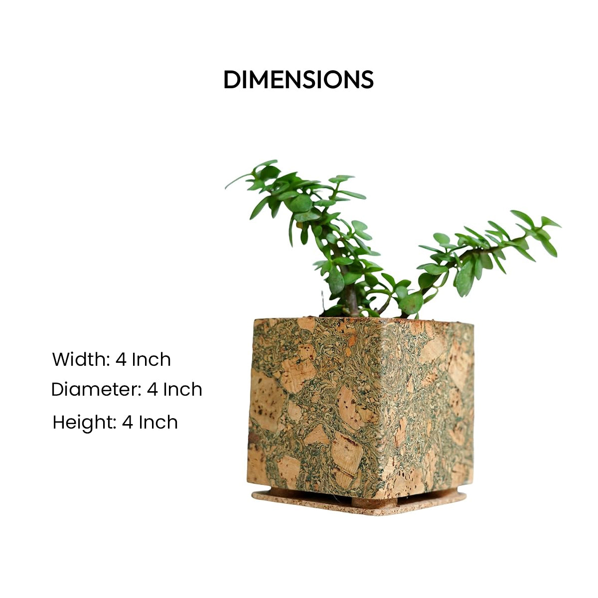 Cork Essentials olive planter dimensions diagram