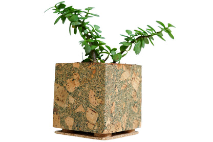 Cork Essentials olive planter on white background