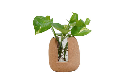 Cork Essentials oval test tube planter with plant