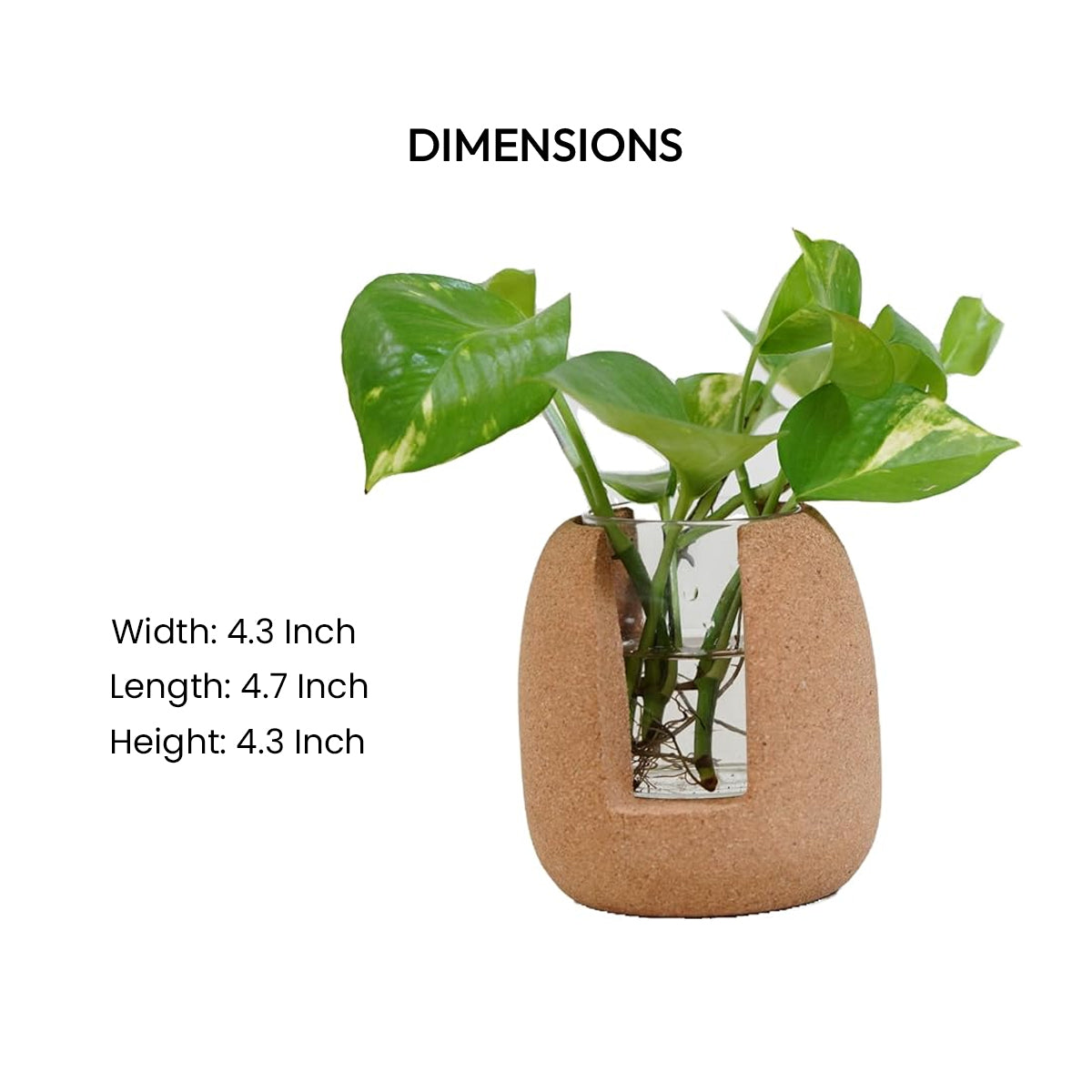 Cork Essentials oval test tube planter dimensions
