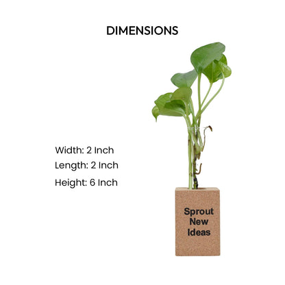 Cork Essentials Sprout New Ideas planter dimensions