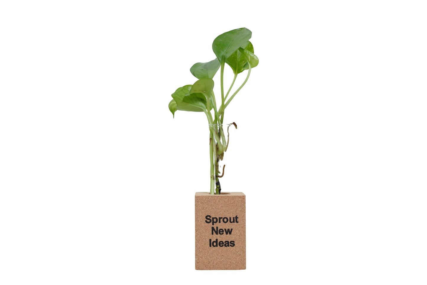 Cork Essentials Sprout New Ideas fridge planter